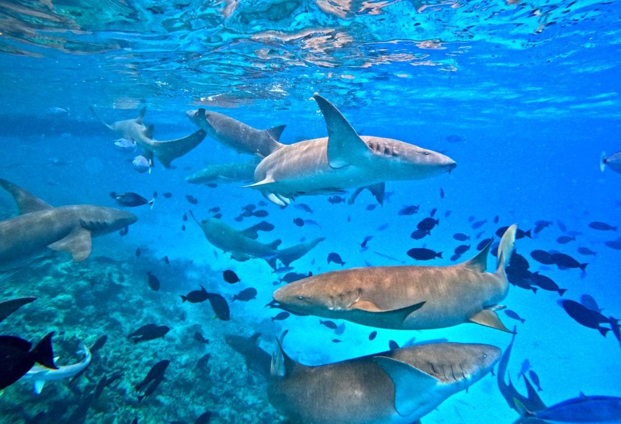 Adroit Beach Inn Guraidhoo  Luaran gambar